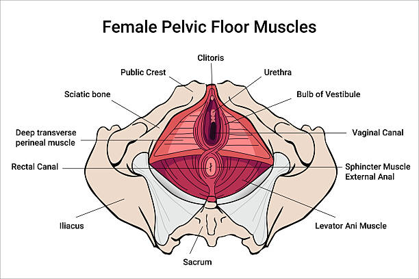 How to Tell If Your Pelvic Floor Is Tight or Weak