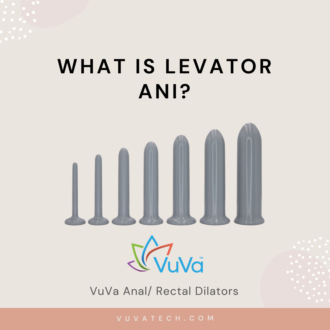 What Is Levator Ani